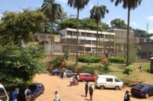 Article : Marijuana : la nouvelle bévue de certains étudiants tchadiens au Cameroun