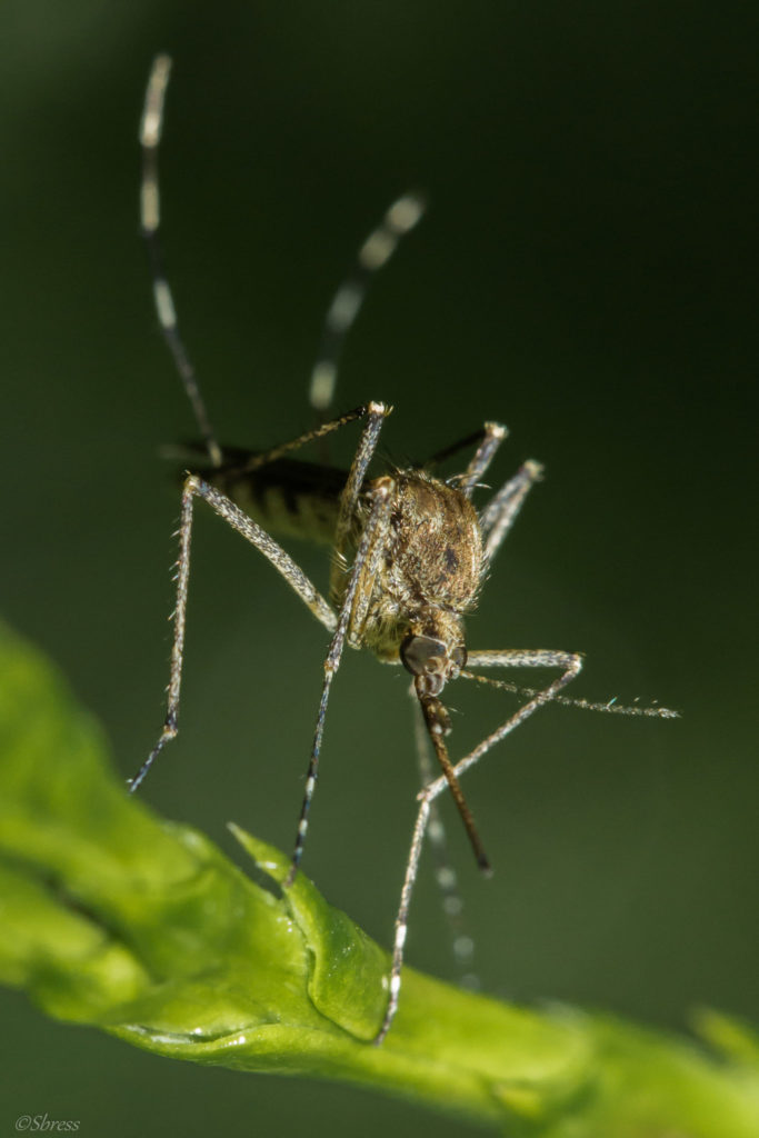 Article : N&rsquo;Djaména : la guerre des moustiques